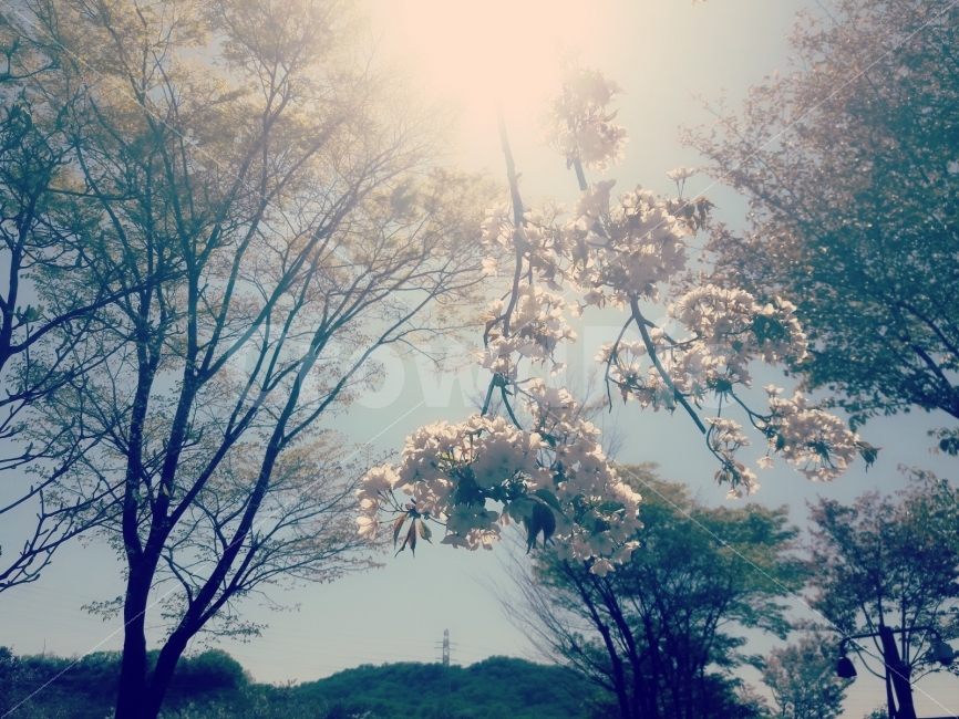 봄,벚꽃,풍경,자연,spring,nature,자연,풍경,nature,landscape,봄,계절,spring,season,식물,plants,꽃,flower,감성,sensible,feeling,plant