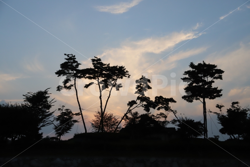 노을,풍경,소나무,저녁,아쉬움,자연,풍경,nature,landscape,실루엣,그림자,silhouette,shadow,outdoors,옥외,sky,하늘