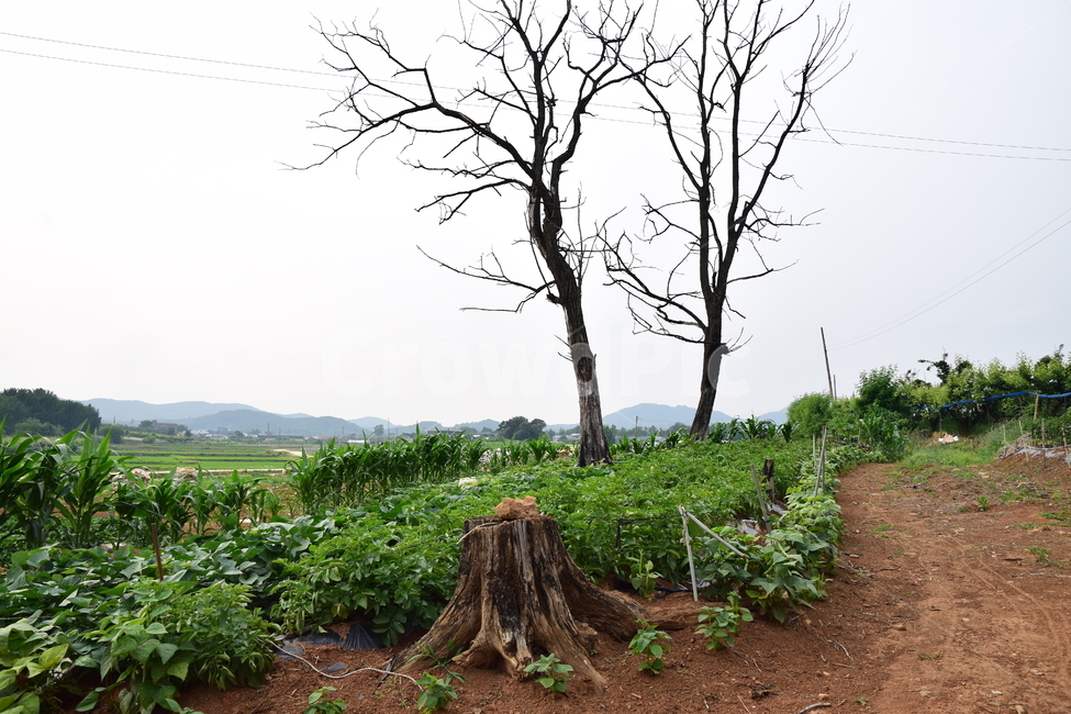 고목,죽은나무,밭,밭농사,밭작물,농사,농촌,식물,deadtree,field,farming