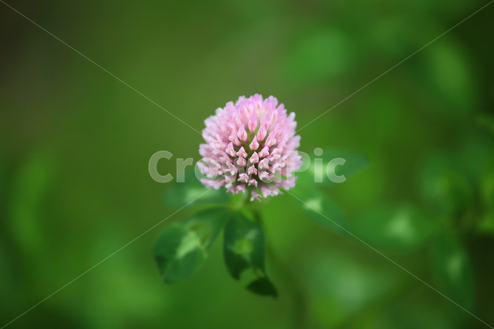 레드크로바,레드크로버,크로버,크로바,식물,자연,꽃,이쁜꽃,식물,자연,plants,nature,꽃,flower
