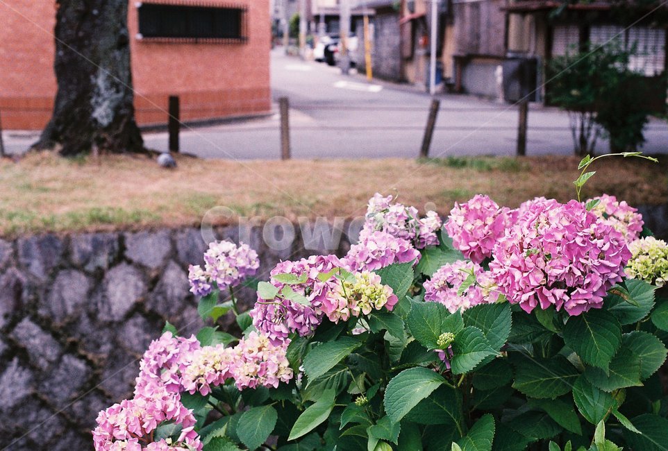 식물,꽃,나무,풍경,여름,식물,자연,plants,nature,꽃,flower