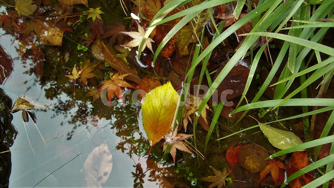 단풍,가을,물,반영,낙엽,자연,fallenleaves,autumn,water,reflection,fall,가을,계절,fall,autumn,season,leaf,잎,plant,식물