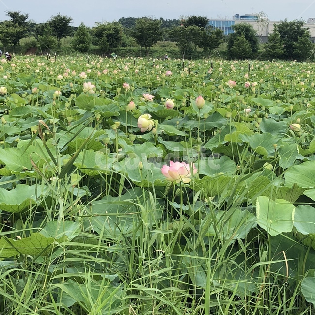 연꽃,자연풍경,감성,자연,여름,꽃,식물,풀,flower,배경,풍경,한국자연풍경