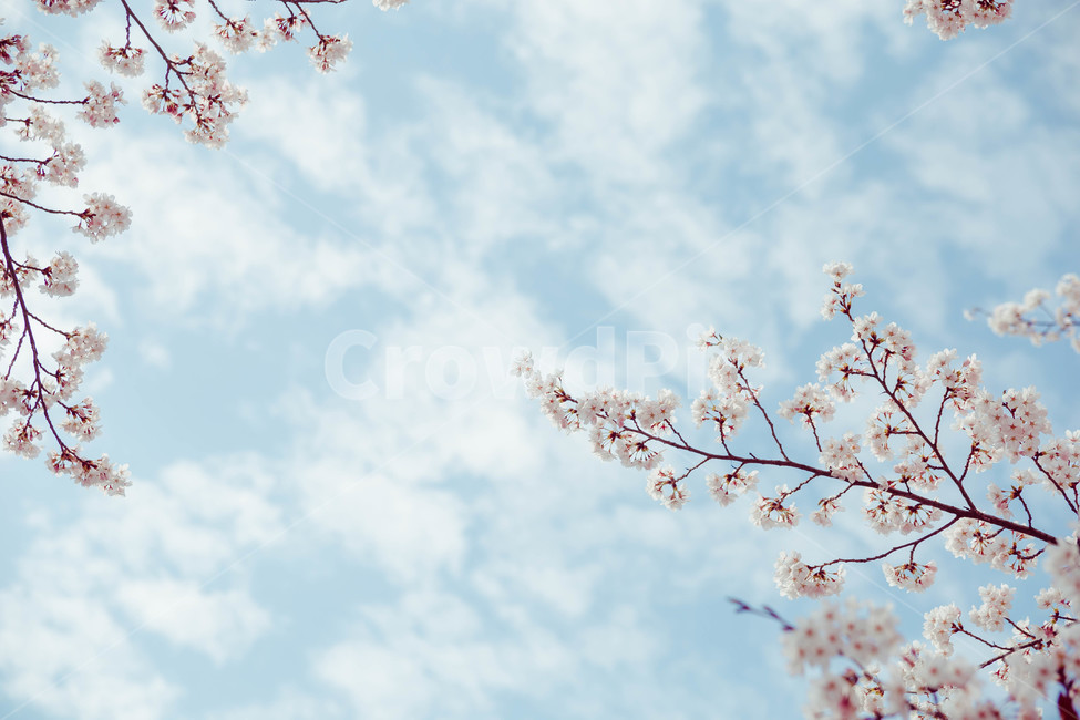 벚꽃,봄,꽃,blossom,cheeryblossom,꽃잎,flower,봄,계절,spring,season,식물,자연,plants,nature,꽃,flower,plant,cherry blossom