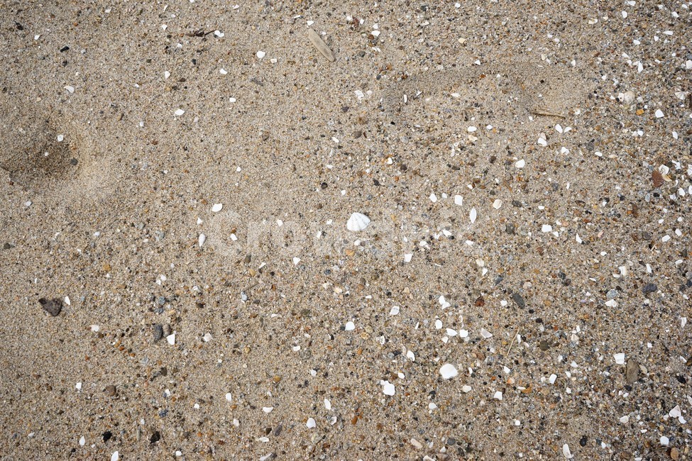 자연,모래,바다,조개껍질,모래사장,낙산해변,해변,바다,beach,sea