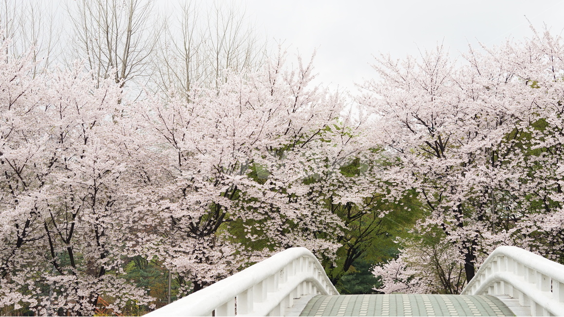 꽃,벚꽃,cherryblossom,봄,벚꽃축제,순식간,벚꽃잎,봄,계절,spring,season,자연,풍경,nature,landscape,plant,식물,flower,blossom