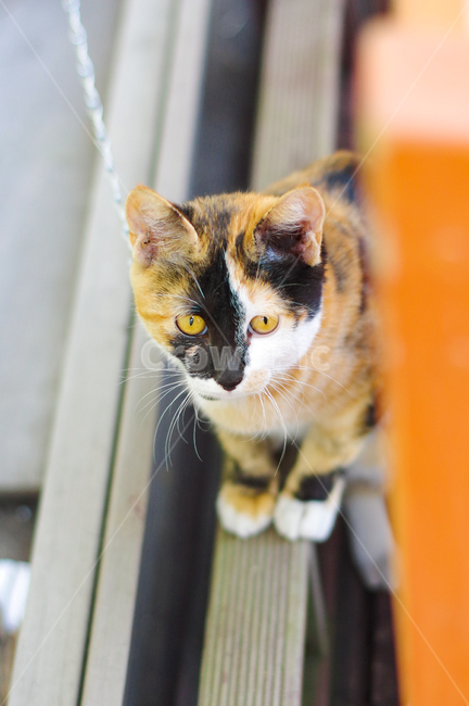 고양이,새끼고양이,야옹,야옹이,cat,kitty,street,감성,코리안숏헤어,코숏,동물,animal,포유류,mammal,고양이,cat,kitten,kitty