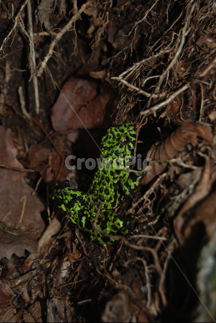 명성산,자연,개구리,흙,물,동물,animal,파충류,양서류,reptile,amphibian
