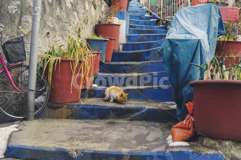 고양이,길고양이,길,고독함,외로움,겨울,cat,동물,동물사진,골목길,alley,동물,animal,포유류,mammal,고양이,cat,kitten,kitty,감성,sensible,feeling,bike,자전거,vehicle,차량,bicycle,transportation,교통,apparel,의복,clothing,의류