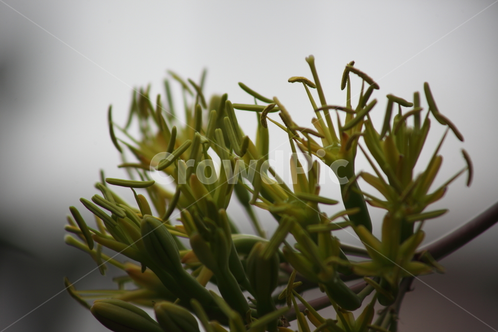 선인장,꽃,식물,flower,plant,식물,자연,plants,nature