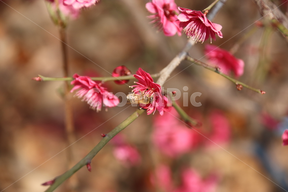 매화,꽃,자연,풍경,꿀벌,봄,계절,spring,season,식물,자연,plants,nature,꽃,flower,동물,animal,곤충,벌레,insect,bug,plant