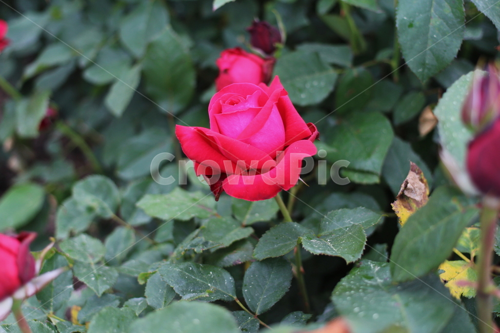 장미,rose,flower,꽃,플라워,식물,축제,향기,꽃향기,봄,계절,spring,season,식물,자연,plants,nature,꽃,flower,blossom,plant