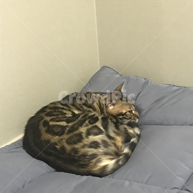 뱅갈고양이,고양이,뱅갈,bangal,sleep