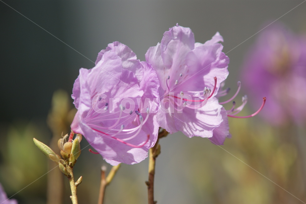 봄,꽃,분홍,분홍색,만개,식물,자연,plants,nature,꽃,flower