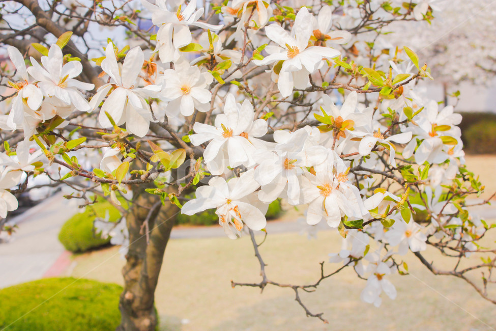 꽃,목련,봄,감성,꽃놀이,식물,자연,plants,nature,꽃,flower
