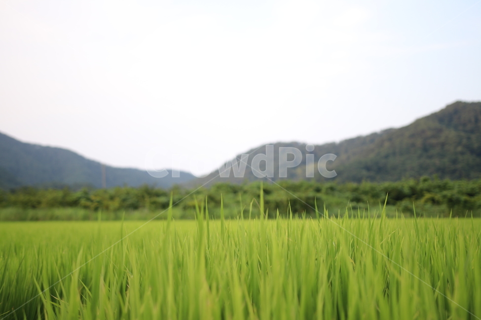 잔디,벼,가을,추수,풀,초록,하늘,배산임수,모종