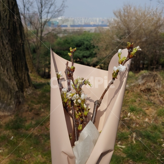 벚꽃,꽃다발,봄,사랑,꽃,꽃,flower