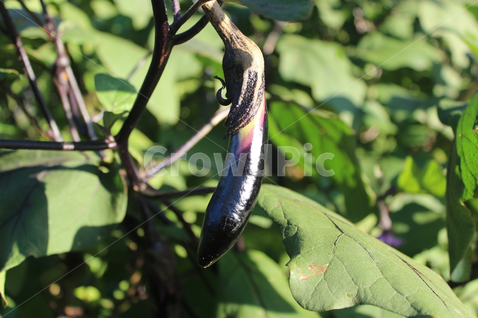 plant,식물,가지,보라색,vegetation,과일,열매,fruit