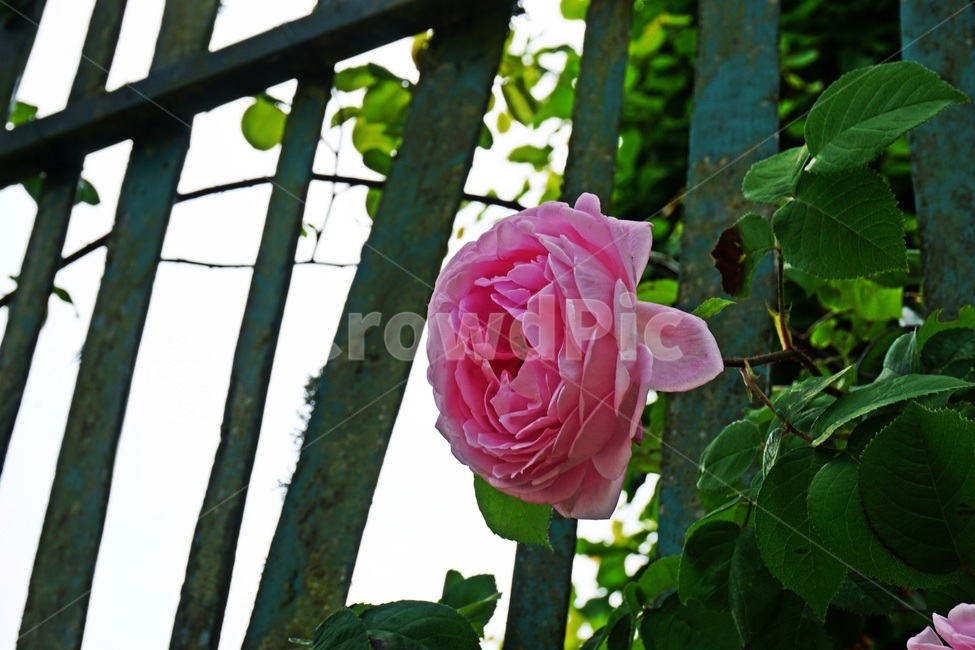 blossom,flower,꽃,rose,장미,plant,식물,분홍꽃