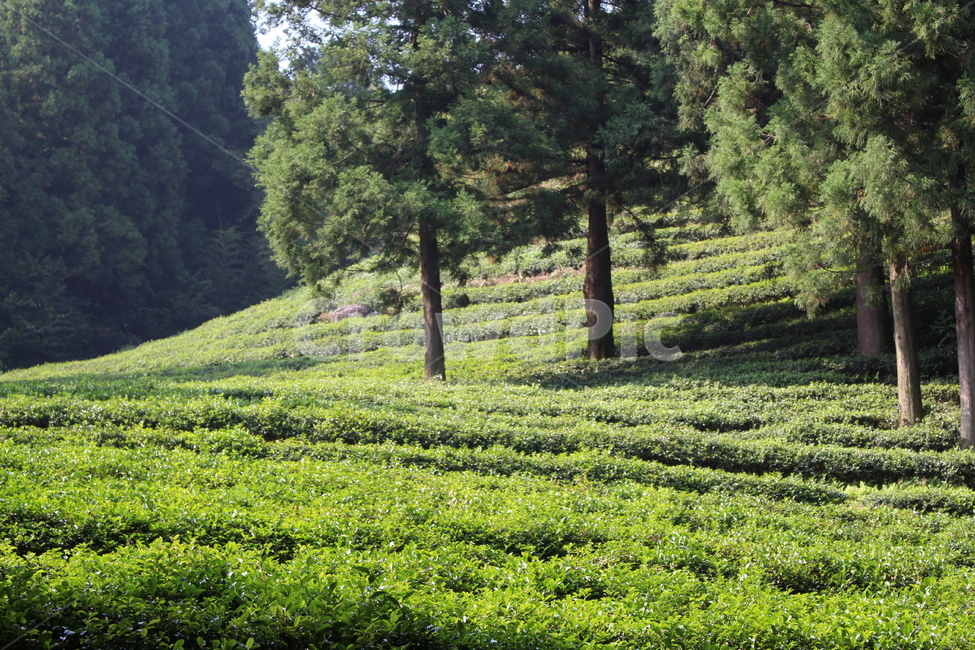 녹차밭,대한다원,보성,숲,녹차,농업,농사,agriculture,farming,farming industry