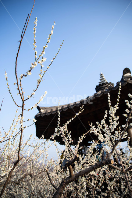 봄,봄꽃,벚꽃,누각,정원,하늘,파란하늘,temple,신전,shrine,신사,architecture,건축물,spring,cherryblossom,만개,blossom,sky,blue,fresh,healing,feeling,휴식,산책,나들이