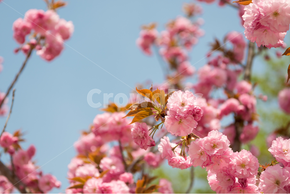 봄,자연,야외,공원,spring,nature,벚꽃,겹벚꽃,핑크,분홍색,pink,꽃,계절,식물,풍경,빛,season,plants,flower,감성,sensible,feeling,봄,계절,spring,season,plant