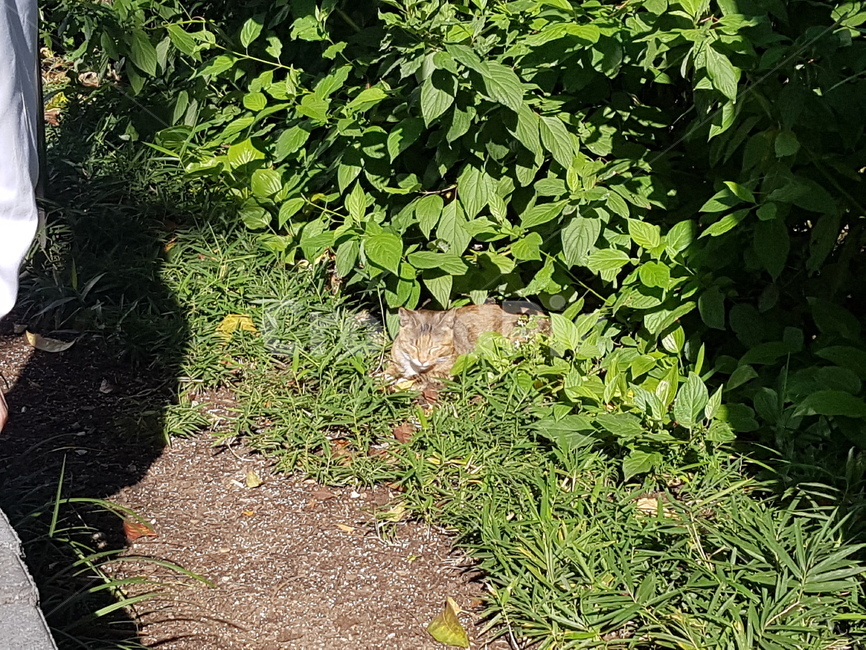 cat,고양이,길고양이,straycat,plant,식물