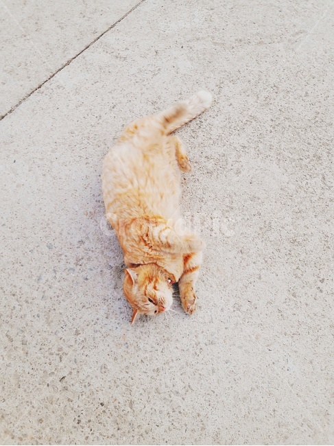 고양이,길고양이,야옹이,동물,친구,동물,animal,포유류,mammal,고양이,cat,kitten,kitty