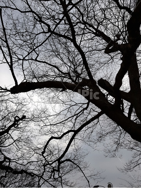 나무,식물,마른나무,겨울나무,나무가지,식물,자연,plants,nature,나무,trees,wood