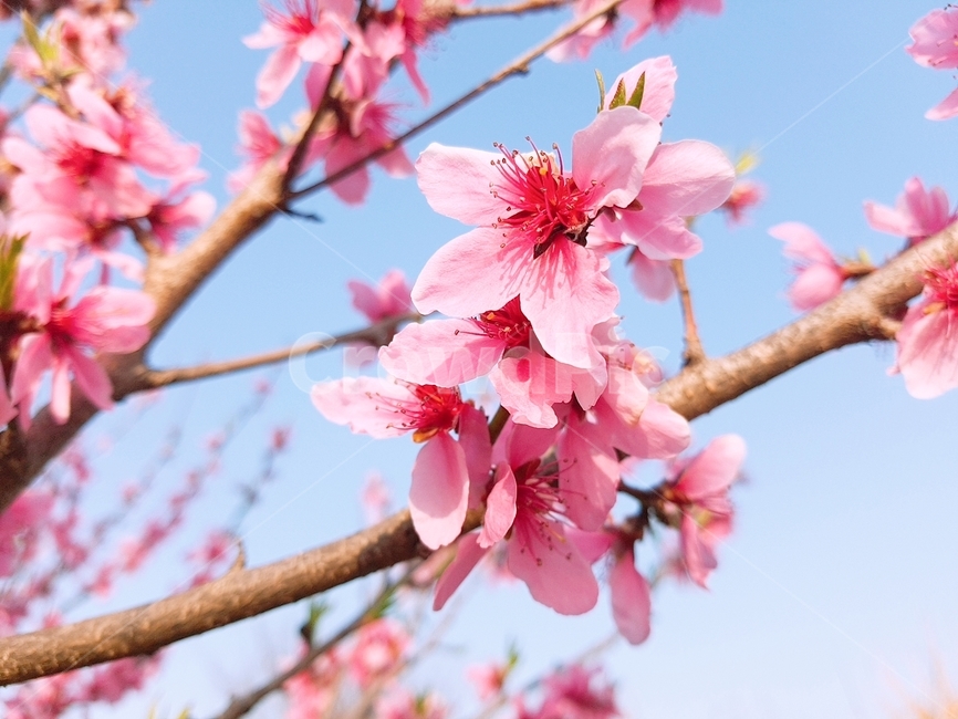 꽃,꽃사과,꽃나무,봄,나무,식물,자연,plants,nature,꽃,flower