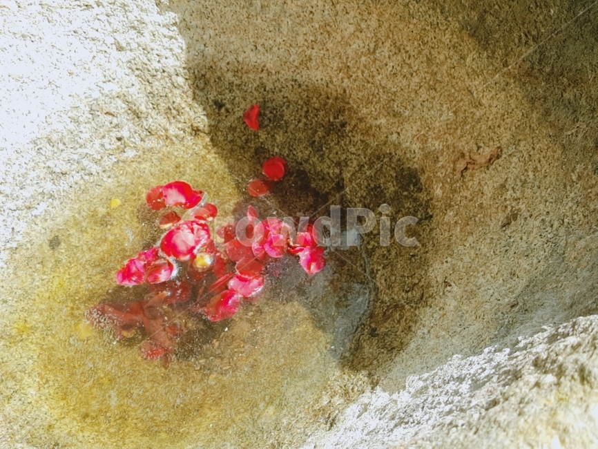 붉은꽃잎,꽃잎,감성,물,고여있는물,꽃,flower