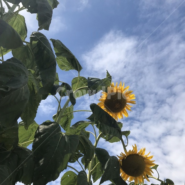 꽃,해바라기,하늘,식물,해바라기꽃,식물,자연,plants,nature,꽃,flower