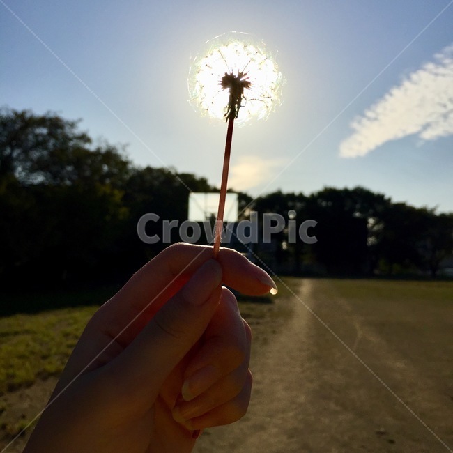 민들레,태양,자연,꽃,하늘