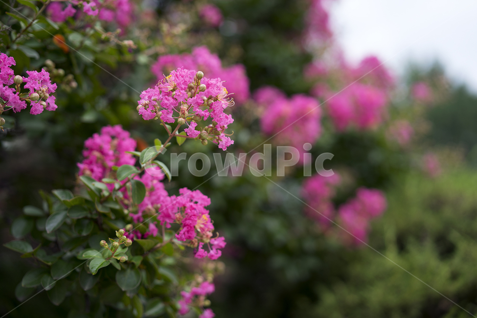 배롱나무,꽃,8월,분홍꽃,배롱,핫핑크색,식물,자연,plants,nature,꽃,flower