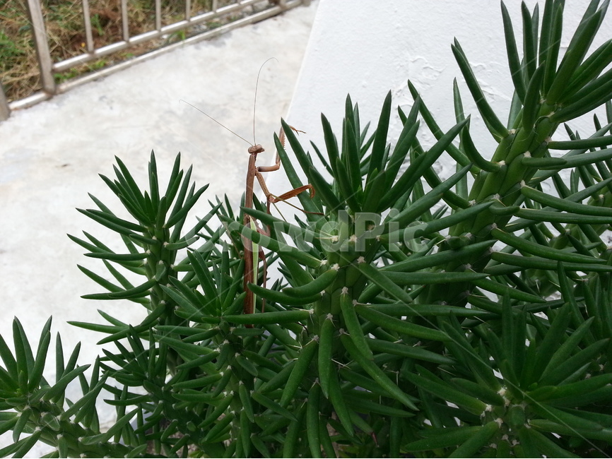 사마귀,선인장,화분,녹색,가시,여름,동물,animal,곤충,벌레,insect,bug