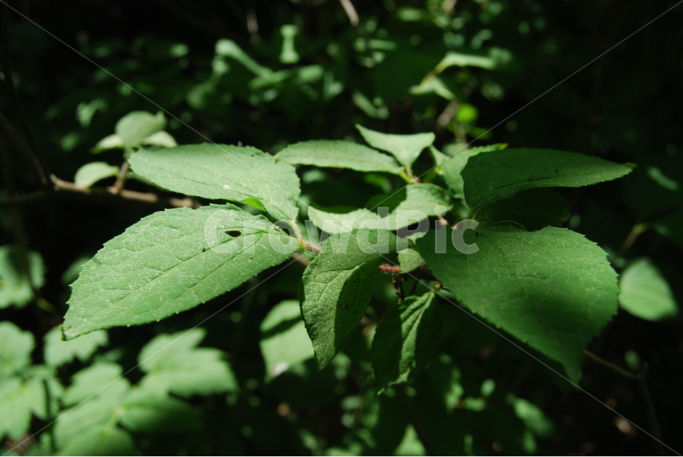 사명산,봄,휴양림,자연,야생,식물,자연,plants,nature
