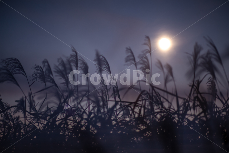 풍경,바람,갈대,하늘,구름,흔들리는,줄기,풀,갈대밭,냇가,배경,저녁,밤,야간,억새군락,억새,억새밭,억새축제,억새공원,공원,plant,식물,grass,빛,nature,자연,sky,reed,light,moon,달,moonlight,다중노출,가을,계절,fall,autumn,season,야경,밤,풍경,nightscape,night,landscape