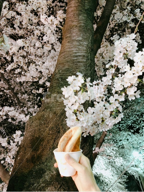 벚꽃놀이,꽃,호떡,봄,나무