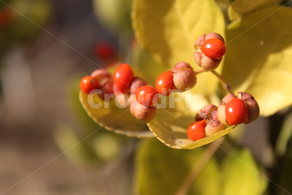 plant,식물,fruit,과일,사철나무