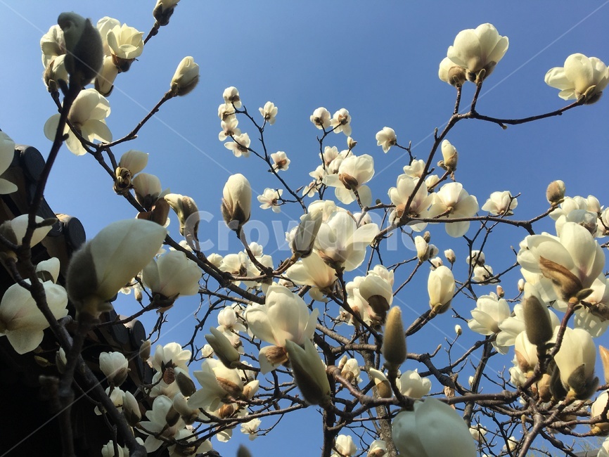 sky,white flower,magnolia blooming,nature,flower buds,tree,flower tree,magnolia tree,whiteflower,magnolia flower,flower,spring flowers,magnolia,petal,tile roof,plant,tile