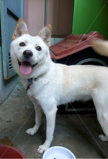 canine,송곳니,pet,애완동물,mammal,포유류,동물,animal,dog,개,백구,미소,smile,진돗개