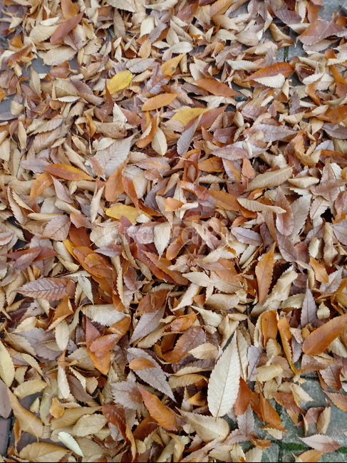 가을,가을서정,감성,낭만,plant,낙엽,단풍,leaves,나뭇잎,식물,자연,maple,fallautumnseason,옥외,outdoors