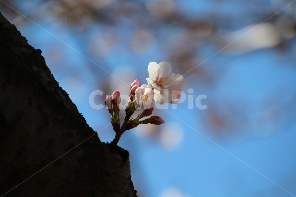 봄,흰색,벗꽃,나무,꽃,봄,계절,spring,season,식물,자연,plants,nature,꽃,flower,plant