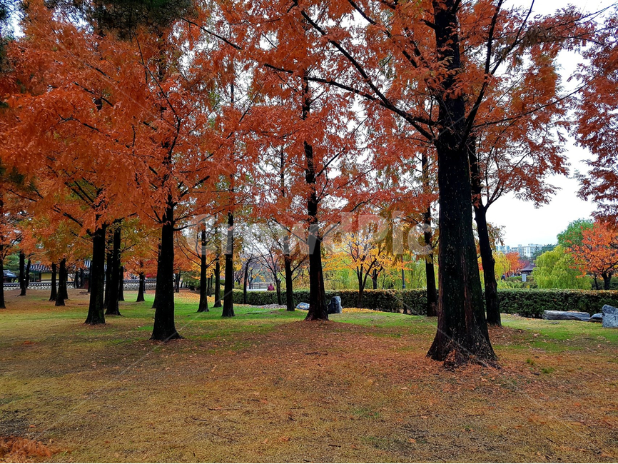 plant,식물,tree,나무,가을,단풍,가을,계절,fall,autumn,season,나무,trees,wood