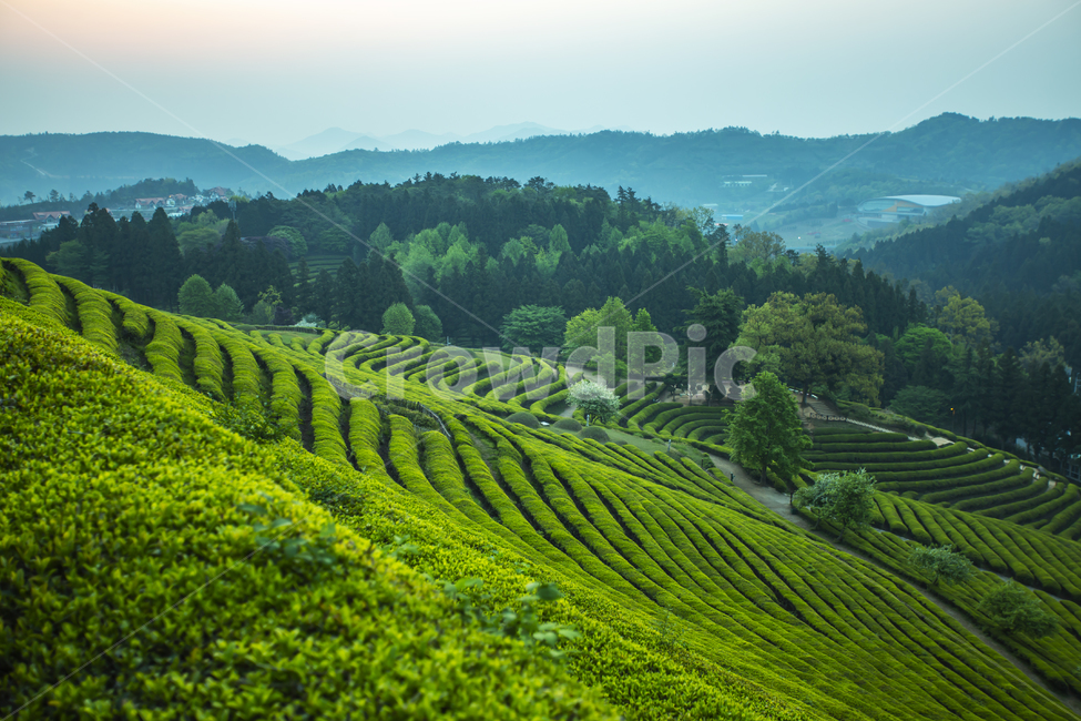 옥외,field,차,녹색,경치,시골의,농원,산,농장,나무,들,아시아,자연,잎,풍경,신선한,식물,언덕,장면,농지,농업,자연,풍경,nature,landscape,한국자연풍경,한국자연경관,korea nature landscape