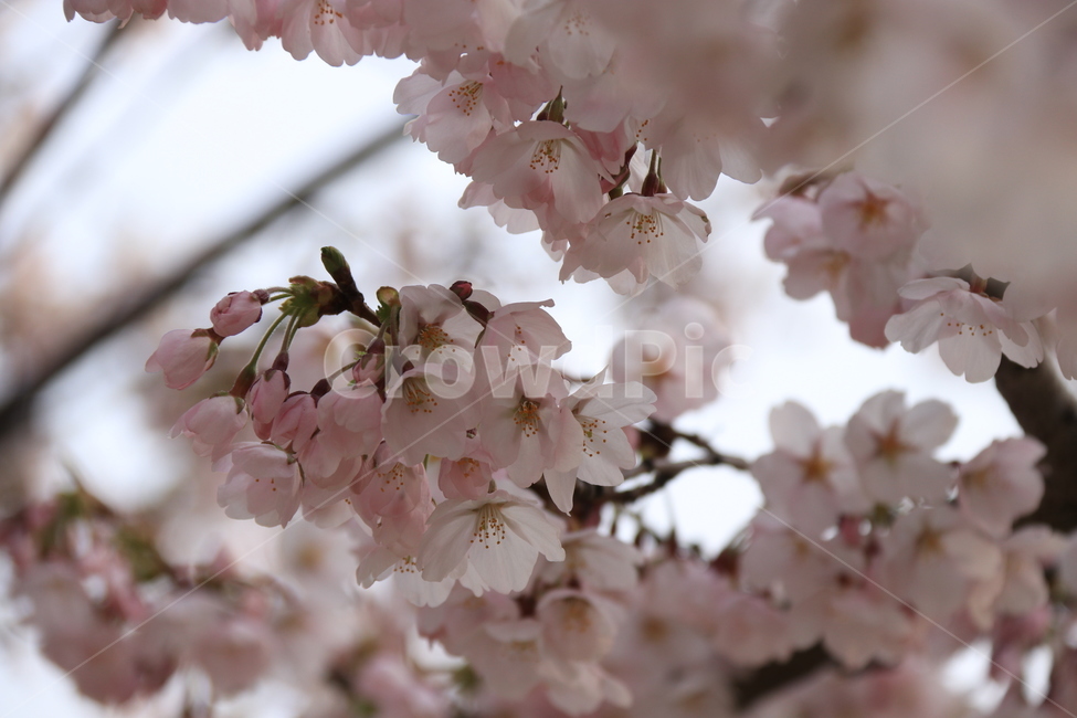 식묵,plant,flower,cherryblossom,blossom,꽃,벚꽃,식물,자연,봄,식물,자연,plants,nature,꽃,flower
