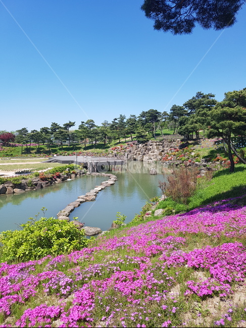 연못,봄,꽃잔디,징검다리,풍경,자연,풍경,nature,landscape