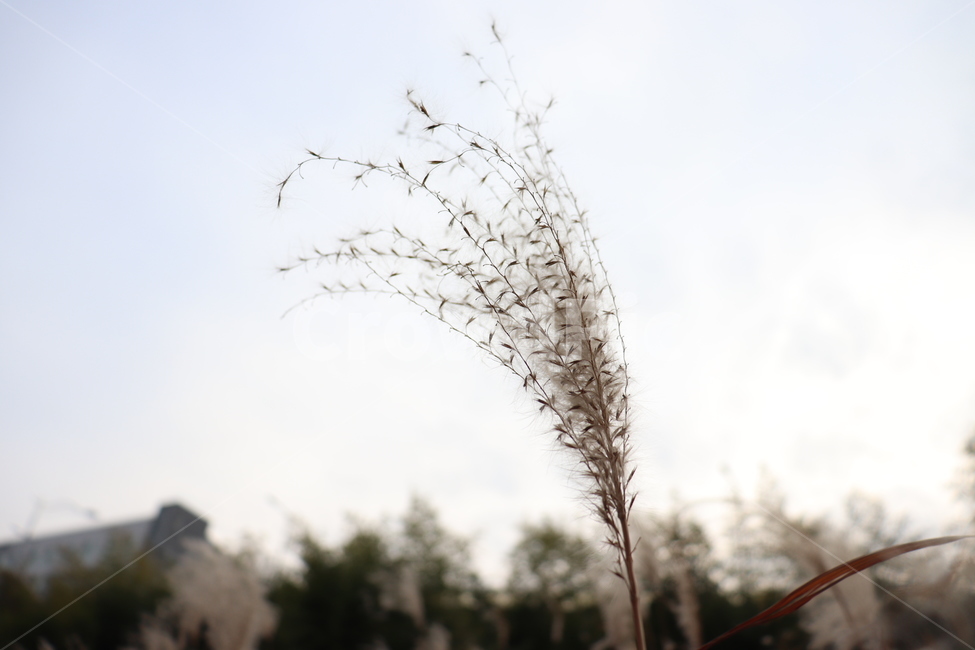 갈대,홀로,흔들흔들,4월,맑은날,식물,자연,plants,nature