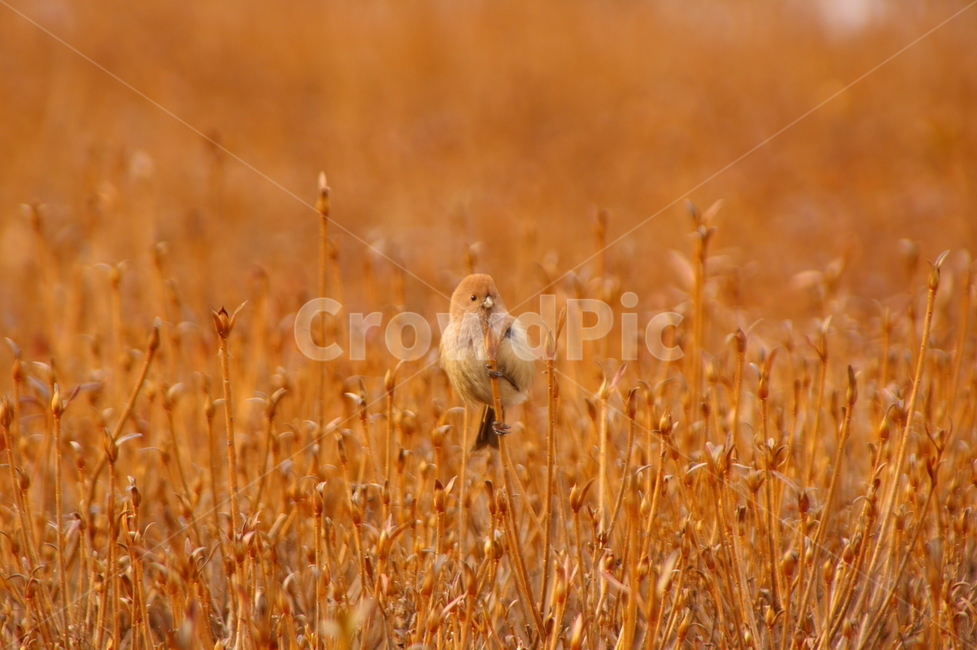 조류,참새,식물,새,동물,bird,plant,조류,새,birds
