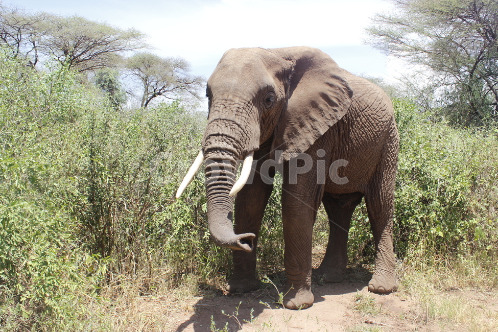 야생생물,코끼리,동물,animal,elephant,wildlife,아프리카,초원,세렝게티,포유류,mammal